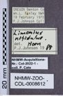 Etiketten zu Limonius nitidulus (NHMW-ZOO-COL-0008612)